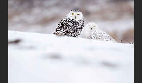 Schnee-Eule (Bubo scandiacus)