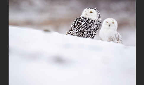 Schnee-Eule (Bubo scandiacus)