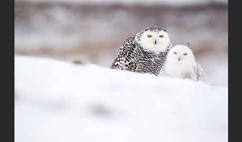 Schnee-Eule (Bubo scandiacus)