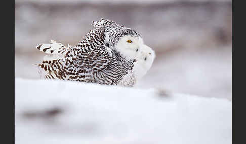 Schnee-Eule (Bubo scandiacus)