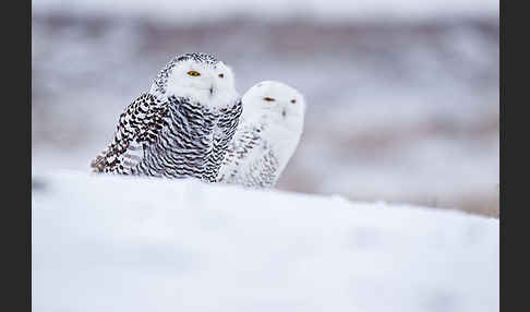 Schnee-Eule (Bubo scandiacus)