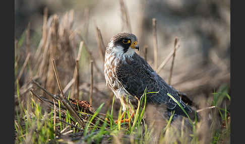 Rotfußfalke (Falco vespertinus)