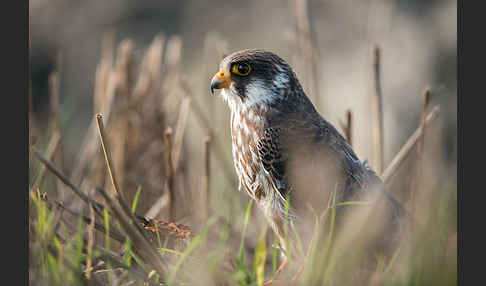 Rotfußfalke (Falco vespertinus)