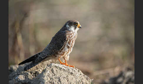 Rotfußfalke (Falco vespertinus)