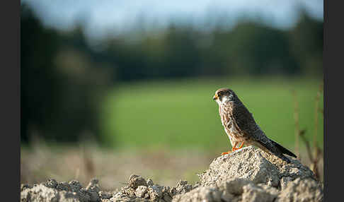 Rotfußfalke (Falco vespertinus)