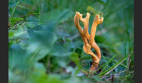 Geweihförmige Wiesenkoralle (Clavulinopsis corniculata)