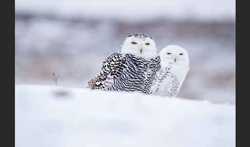 Schnee-Eule (Bubo scandiacus)