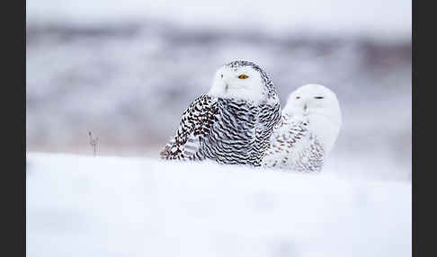 Schnee-Eule (Bubo scandiacus)