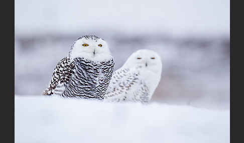 Schnee-Eule (Bubo scandiacus)