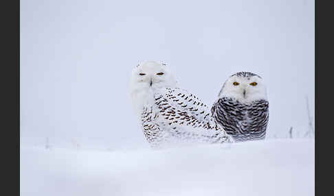 Schnee-Eule (Bubo scandiacus)