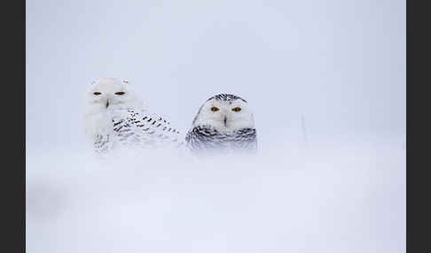 Schnee-Eule (Bubo scandiacus)