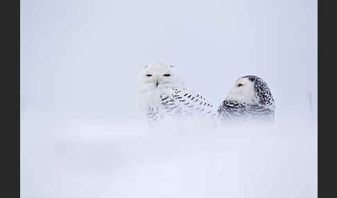 Schnee-Eule (Bubo scandiacus)