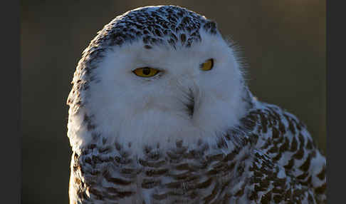 Schnee-Eule (Bubo scandiacus)