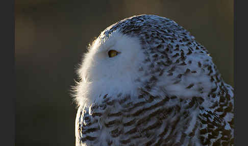 Schnee-Eule (Bubo scandiacus)