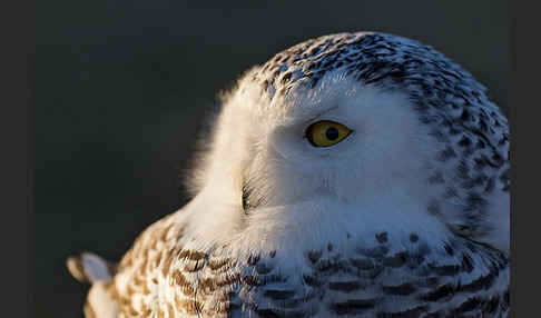 Schnee-Eule (Bubo scandiacus)