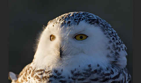 Schnee-Eule (Bubo scandiacus)