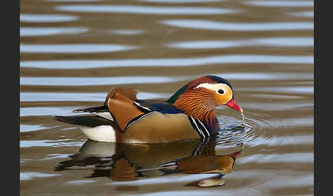 Mandarinente (Aix galericulata)