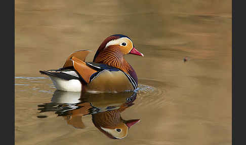 Mandarinente (Aix galericulata)