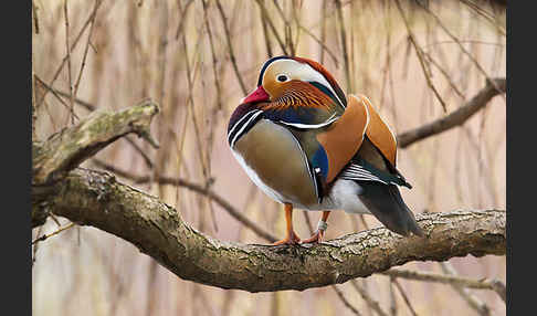 Mandarinente (Aix galericulata)