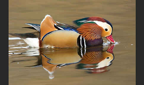 Mandarinente (Aix galericulata)