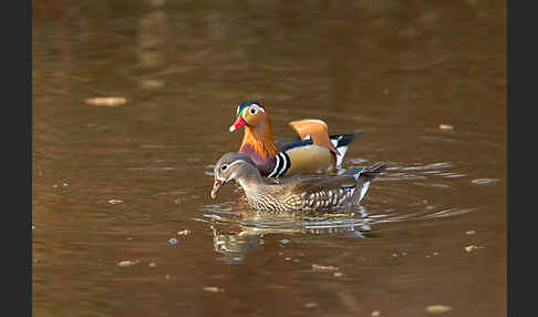 Mandarinente (Aix galericulata)