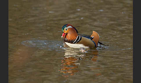 Mandarinente (Aix galericulata)