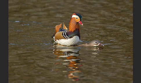 Mandarinente (Aix galericulata)