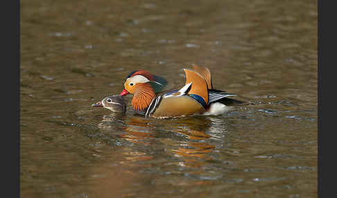 Mandarinente (Aix galericulata)