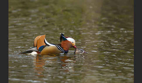 Mandarinente (Aix galericulata)