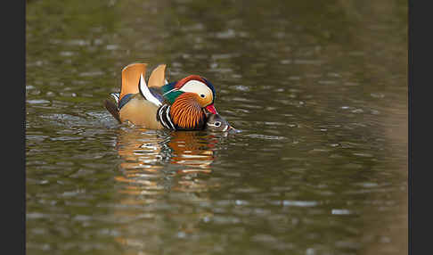 Mandarinente (Aix galericulata)