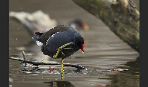 Teichralle (Gallinula chloropus)