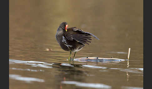 Teichralle (Gallinula chloropus)