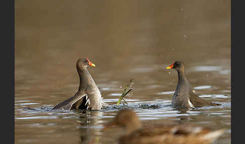 Teichralle (Gallinula chloropus)