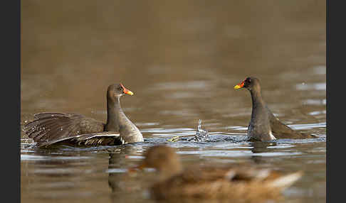 Teichralle (Gallinula chloropus)