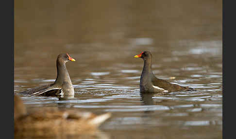 Teichralle (Gallinula chloropus)