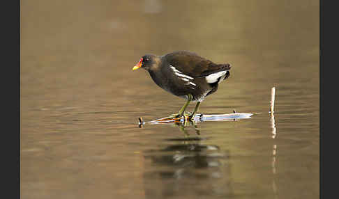 Teichralle (Gallinula chloropus)