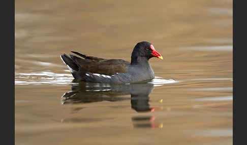 Teichralle (Gallinula chloropus)