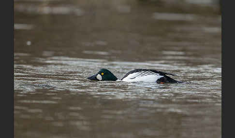 Schellente (Bucephala clangula)