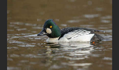 Schellente (Bucephala clangula)