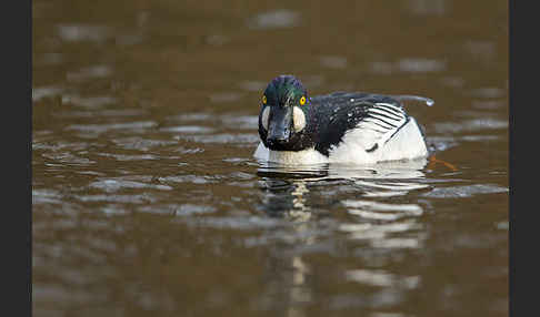 Schellente (Bucephala clangula)