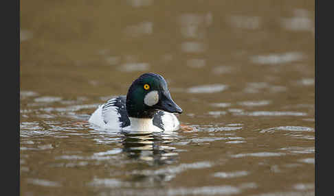 Schellente (Bucephala clangula)