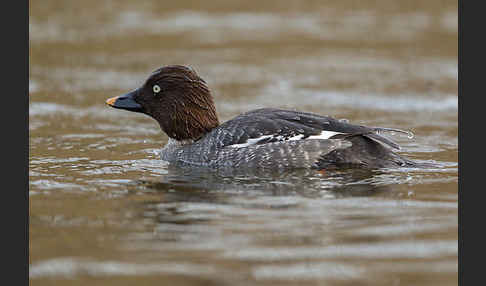 Schellente (Bucephala clangula)