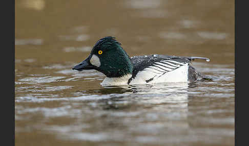 Schellente (Bucephala clangula)