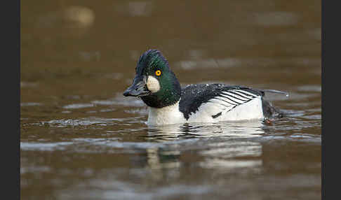 Schellente (Bucephala clangula)