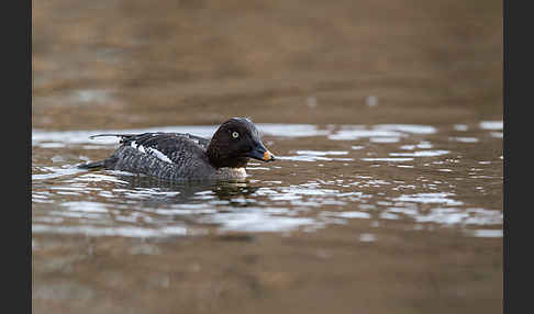 Schellente (Bucephala clangula)