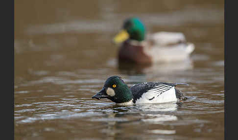 Schellente (Bucephala clangula)