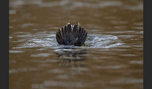 Schellente (Bucephala clangula)