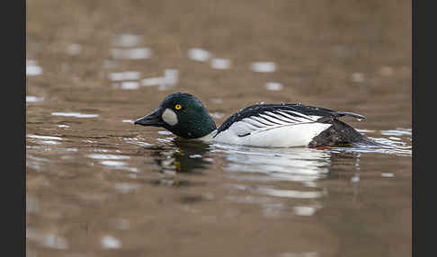 Schellente (Bucephala clangula)