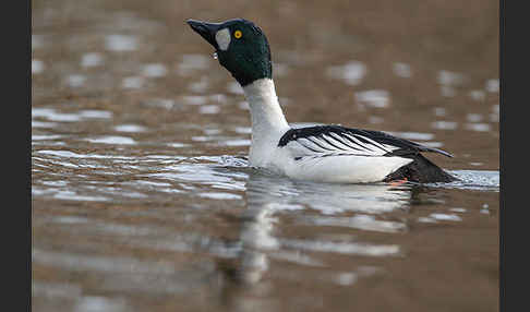 Schellente (Bucephala clangula)