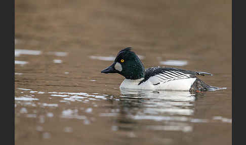 Schellente (Bucephala clangula)